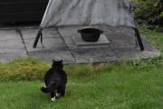 Morten 27 september 2023 - Katten på Høyenhall, den var i hagen, men ville ikke hilse på meg denne gangen
