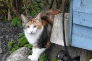 Morten 28 april 2024 - Katten på Høyenhall, jeg tror du har tatt musen, har ikke sett den på lenge
