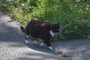 Morten 28 august 2023 - En katt på Høyenhall, her er jeg sikker