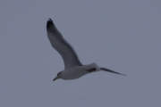 Morten 28 januar 2024 - Gråmåka over Høyenhall, den kan bli ca. 63 cm lang og veie ca. 1 kg. Voksne fugler har lysegrå overside med svarte og hvite vingespisser