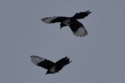 Morten 28 januar 2024 - To skjærer i luften over Høyenhall, kan det være en hunn og en hann?