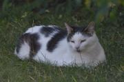 Morten 28 juni 2023 - Katten på Høyenhall, den koser seg i hagen vår