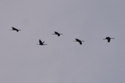 Morten 28 mars 2024 - Fem store fugler over Høyenhall, det er nok Traner som flyr her