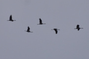 Morten 28 mars 2024 - Fem store fugler over Høyenhall, dem pleier og komme i april