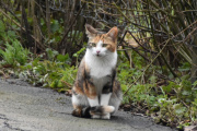Morten 29 april 2024 - Katten på Høyenhall, jeg ser deg i dag også
