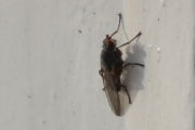 Morten 29 januar 2024 - En flue på verandaen, det er ikke så ofte jeg ser i januar