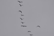 Morten 29 september 2023 - 10 store fugler over Høyenhall, dem er på vei bort til Østensjøvannet etter litt vingling