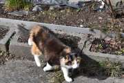 Morten 3 april 2024 - Katten på Høyenhall, skal du ta musen nå?
