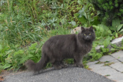 Morten 3 juli 2023 - Katten på Høyenhall, du er nok sjefen i gata