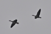Morten 3 mars 2024 - To fugler over Høyenhall, det er vanskelig å se hvem dem er