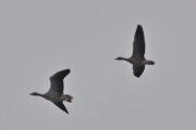 Morten 3 mars 2024 - To fugler over Høyenhall, dem er på vei til Østensjøvannet