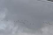 Morten 30 august 2023 - Mange fugler over Høyenhall, jeg oppdaget dem ikke med en gang, men her flyr det 33 fugler
