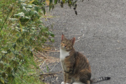 Morten 31 august 2023 - En katt på Høyenhall, har fuglen fløyet?