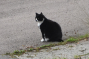 Morten 31 august 2023 - En katt på Høyenhall, nå gir vi oss med katter for i dag