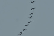 Morten 31 mars 2024 - 9 store fugler over Ski, det ser ut som Hvitkinngås som er på vei nordover 