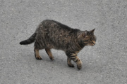 Morten 5 august 2023 - En katt på Høyenhall, dette er tidlig på morgenen