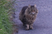 Morten 5 juli 2023  - En katt på Høyenhall, hvor mange katter er det på Høyenhall egentlig?