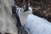 Morten 5 mars  2024 - En katt på Høyenhall, ser ut som jeg må kjøpe nytt trekk til bålpanna
