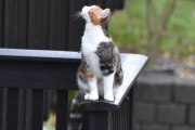 Morten 5 november 2023 - Katten på Høyenhall, men den ser fremdeles opp, hva er det den ser?