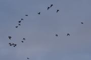 Morten 5 oktober 2023 - Store fugler over Høyenhall, dem kommer litt nærmere, og jeg telte totalt 36 stykker