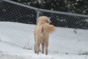 Morten 6 april 2024 - Hunden på Høyenhall, fri og frank, men jeg så eieren i nærheten