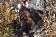 Morten 6 mars 2024 - En katt på Høyenhall, du er ofte på besøk
