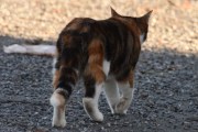 Morten 7 mars 2024 - Katten på Høyenhall, denne kjenner jeg igjen