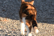 Morten 7 mars 2024 - Katten på Høyenhall, dette er vel den katten som fanger flest fugler på Høyenhall
