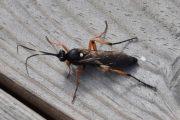 Morten 8 april 2024 - Et insekt på Høyenhall, med våren så kommer insektene, men heldigvis så spiser fugler insekter