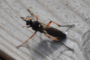 Morten 8 april 2024 - Et insekt på Høyenhall, det er over en million insekter, så jeg dokumenterer ikke denne. Dessuten så var den skummel