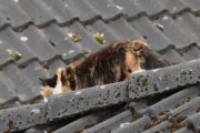 Morten 9 april 2024 - Katten på taket på Høyenhall, den er over alt. Burde ha munnkurv spør du meg
