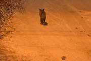 Morten 10 desember 2021 - Reven leker på Høyenhall, den er ikke redd, men bare går avgårde