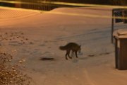 Morten 10 desember 2021 - Reven leker på Høyenhall, så jeg går inn og når jeg kommer ut igjen litt senere så er posen borte