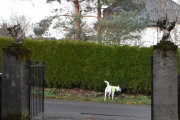 Morten 10 november 2021 - En hund på Høyenhall, fint at den har refleks på seg nå