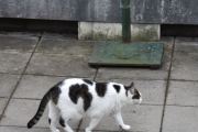 Morten 10 oktober 2021 - En katt på Høyenhall, den bor her liksom den
