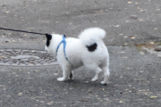 Morten 13 november 2021 - En hund på Høyenhall, den er så liten og søt