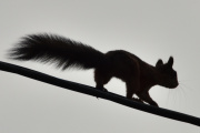 Morten 14 oktober 2021 - Ekornet og Dua på Høyenhall, dette er like morsomt hver gang, en Due sitter på ledningen