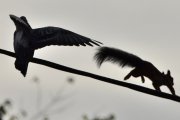 Morten 14 oktober 2021 - Ekornet og Dua på Høyenhall, faktisk så passerer Ekornet Dua mens den er på ledningen