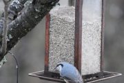 Morten 15 desember 2021 - Spettmeisen på Høyenhall, så da er det på tide å ta noen bilder av deg også