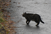 Morten 16 november 2021 - En katt på Høyenhall, litt tidlig på morgenen dette her