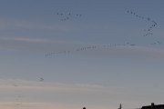 Morten 17 oktober 2021 - 114 store fugler over Høyenhall, nå har dem hvilt seg et par dager ved Østensjøvannet og er på tur igjen