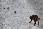 Morten 19 desember 2021 - Fuglehunden på Høyenhall, men ikke vær urolig da fuglene fløy sin vei :-)