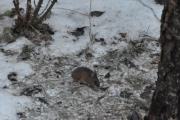 Morten 21 desember 2021 - En liten rotte eller mus på Høyenhall, men vi skal finne det ut, vi kan se på sporene i snøen