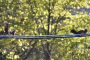 Morten 21 oktober 2021 - To Ekorn på Høyenhall, endelig for jeg tatt bilde av begge to