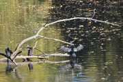 Morten 21 oktober 2021 - Tre Storskarv i Frognerparken, det ser ut som den til høyre prøver å lære seg og fly