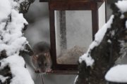 Morten 23 desember 2021 - Rotta på Høyenhall, så da for jeg skremme deg med snøballer inntil videre