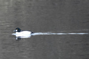 Morten 24 november 2021 - Kvinand i Frognerparken, dette er hannen som svømmer i Frognerdammen