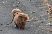 Morten 24 oktober 2021 - En liten hund på Høyenhall, lenge siden jeg har tatt bilde av en hund nå