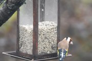 Morten 24 oktober 2021 - Stillits ved matebrettet, en sjelden gjest hos oss