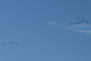 Morten 25 september 2021 - 17 store fugler over Høyenhall, jeg tror de flyr i retningen nordvest